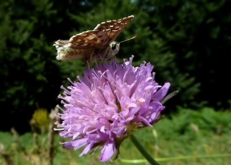 Pyrgus da identificare 3 -  Pyrgus cfr. picenus